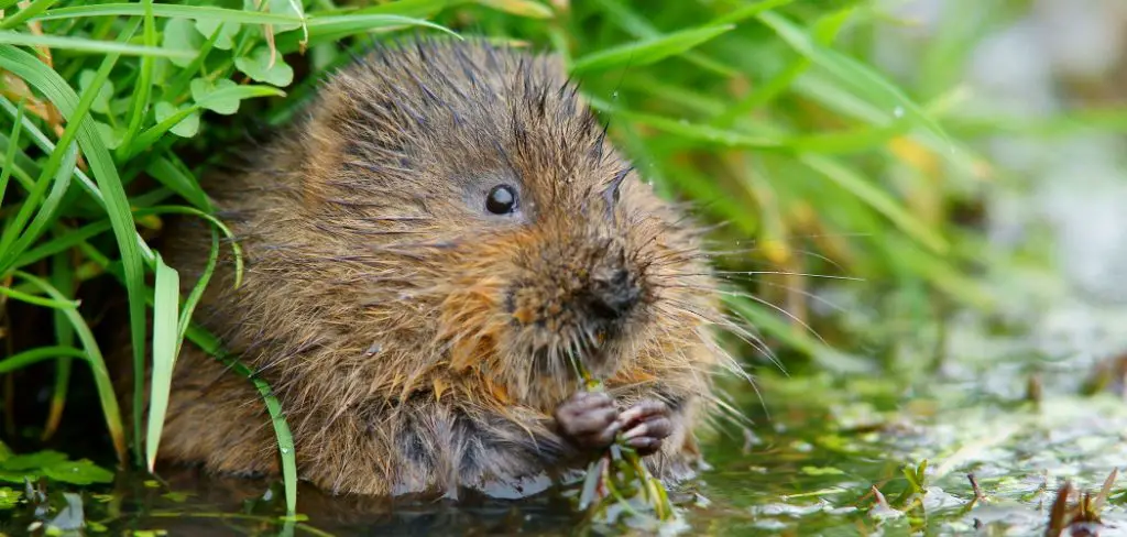 Water Vole Spiritual Meaning