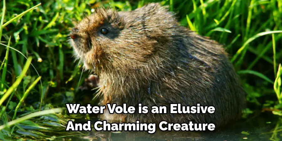 Water Vole is an Elusive 
And Charming Creature