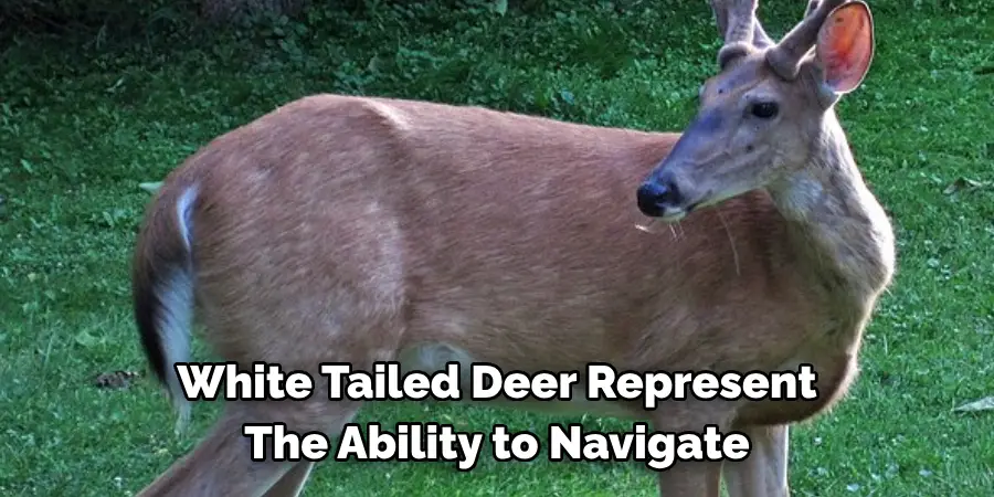 White Tailed Deer Represent 
The Ability to Navigate 