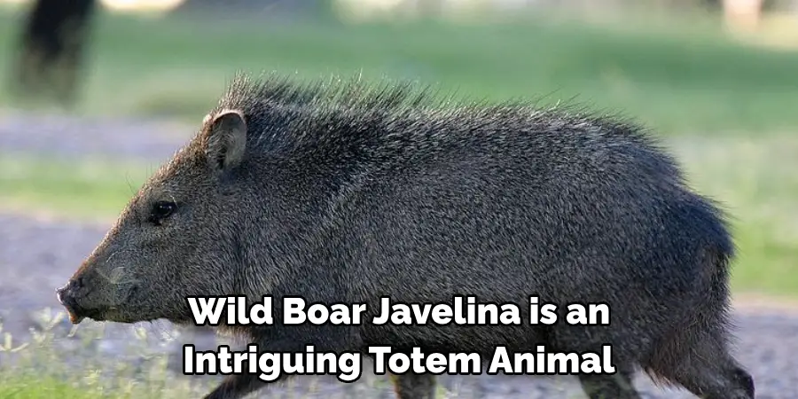 Wild Boar Javelina is an 
Intriguing Totem Animal