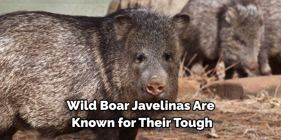 
Wild Boar Javelinas Are 
Known for Their Tough