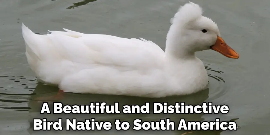 A Beautiful and Distinctive
Bird Native to South America