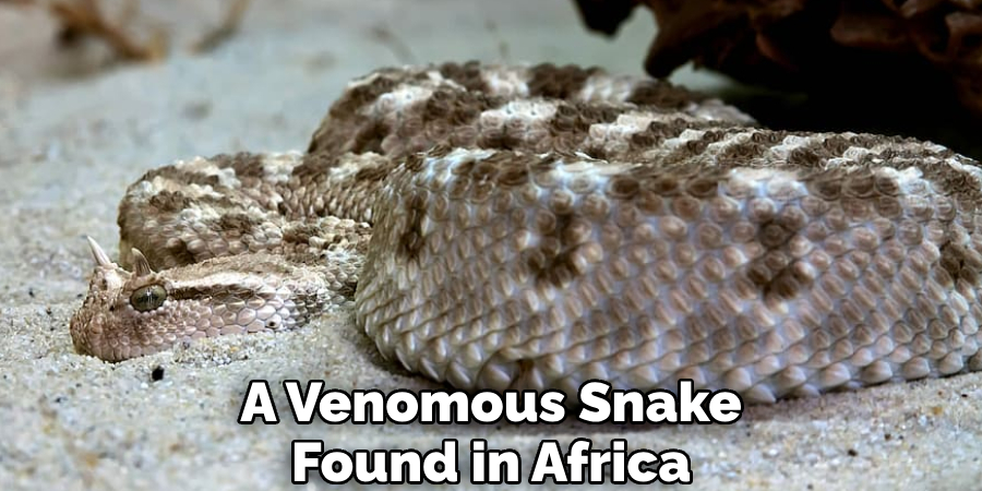 A Venomous Snake Found in Africa