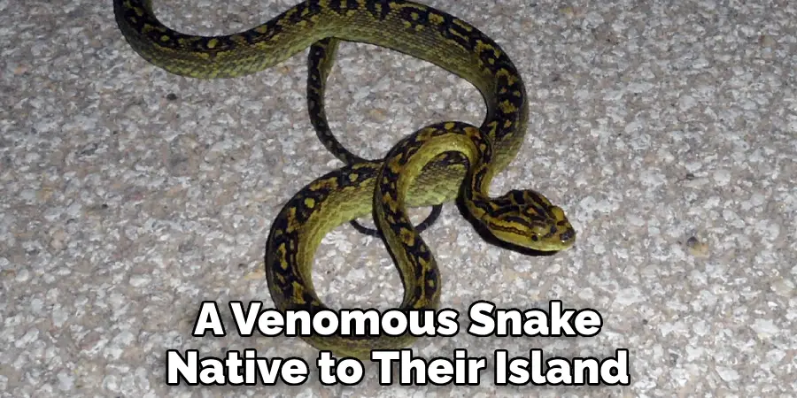 A Venomous Snake Native to Their Island