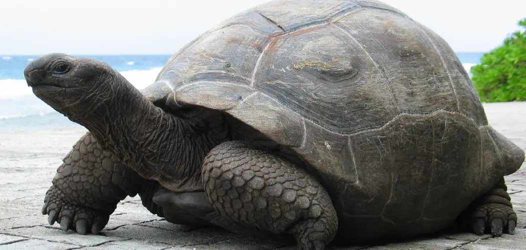 Aldabra Giant Tortoise Spiritual Meaning