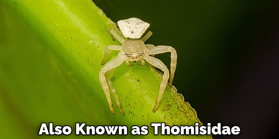 Also Known as Thomisidae