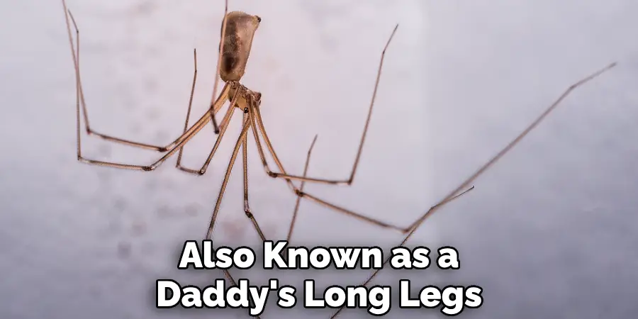 Also Known as a Daddy's Long Legs