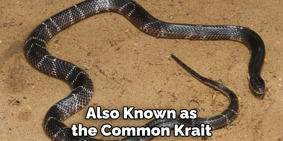 Also Known as the Common Krait