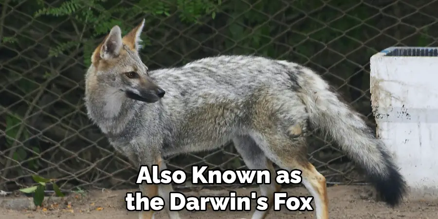 Also Known as the Darwin's Fox