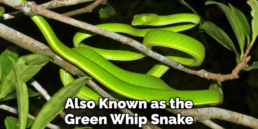 Also Known as the Green Whip Snake