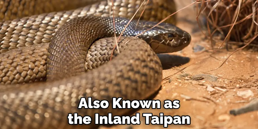 Also Known as the Inland Taipan
