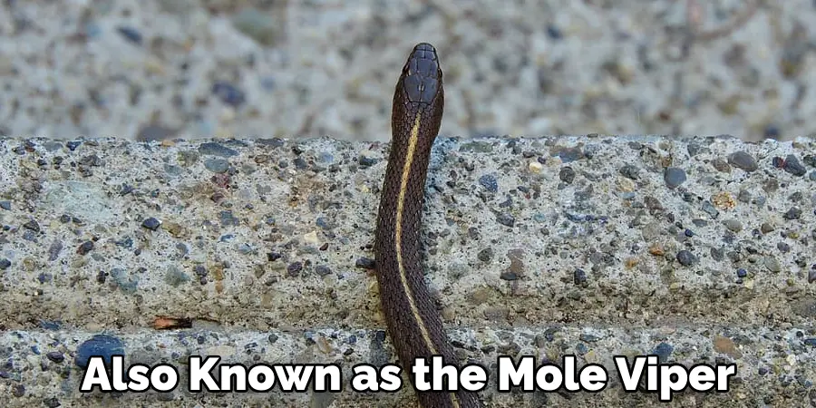 Also Known as the Mole Viper