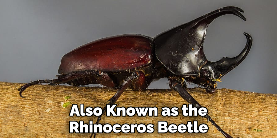 Also Known as the Rhinoceros Beetle
