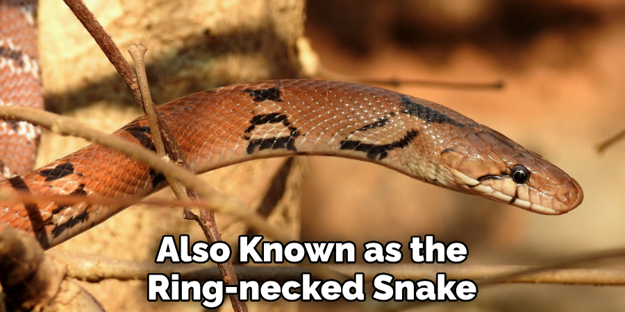 Also Known as the Ring-necked Snake