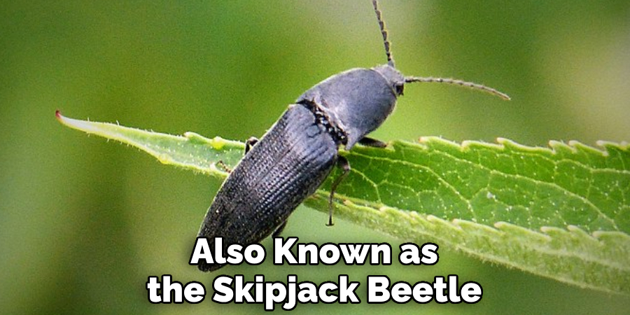 Also Known as the Skipjack Beetle
