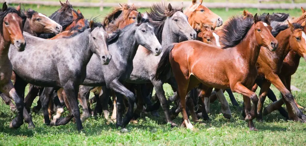 Altai Spiritual Meaning