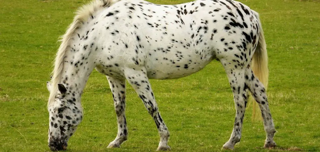 Appaloosa Spiritual Meaning