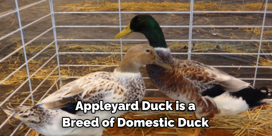 Appleyard Duck is a 
Breed of Domestic Duck