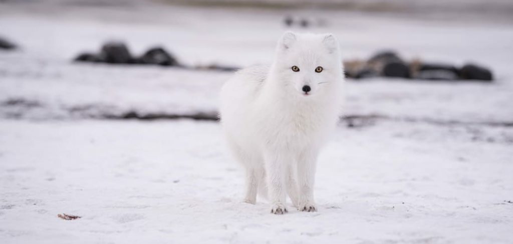 Arctic Fox Spiritual Meaning
