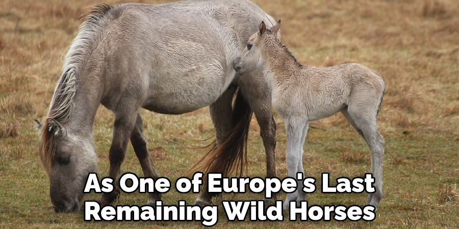 As One of Europe's Last Remaining Wild Horses