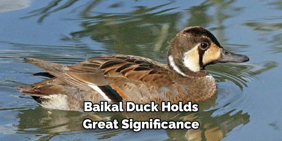 Baikal Duck Holds Great Significance