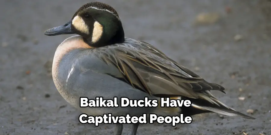 Baikal Ducks Have 
Captivated People