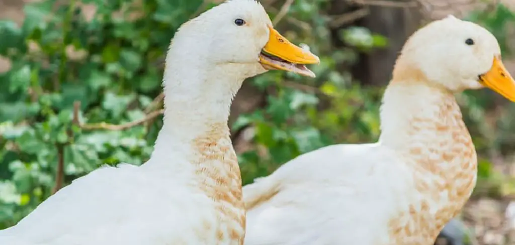 Bali Duck Spiritual Meaning