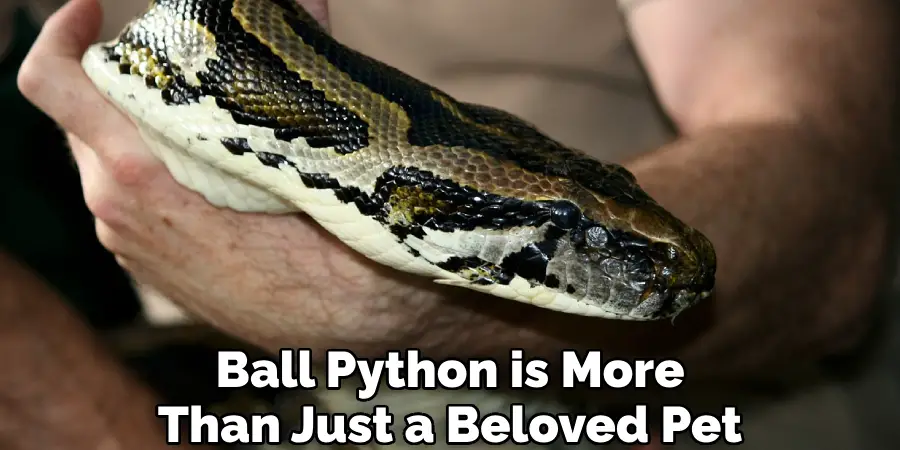 Ball Python is More Than Just a Beloved Pet