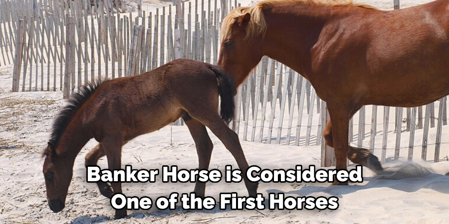 Banker Horse is Considered 
One of the First Horses