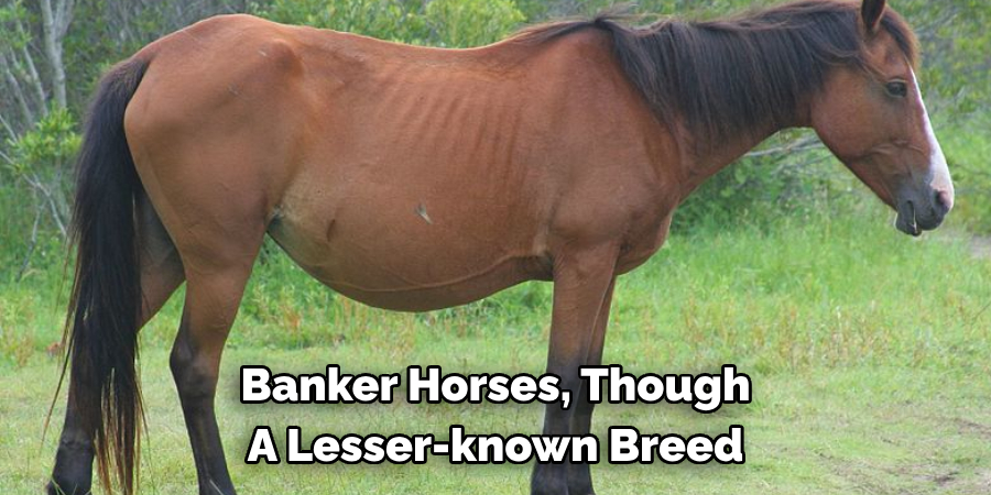 Banker Horses, Though 
A Lesser-known Breed