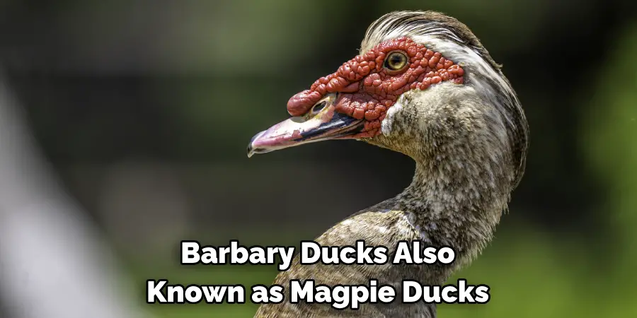 Barbary Ducks Also
Known as Magpie Ducks