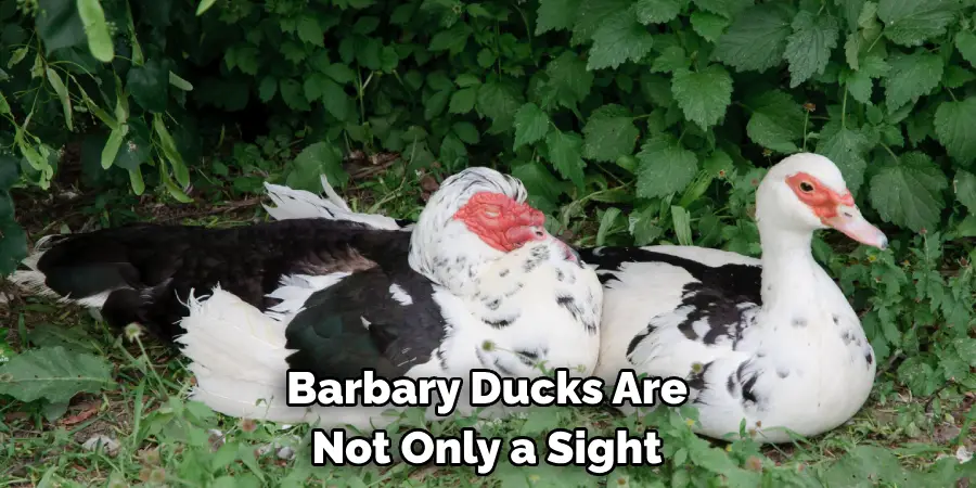 Barbary Ducks Are 
Not Only a Sight