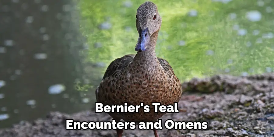 Bernier's Teal Encounters and Omens