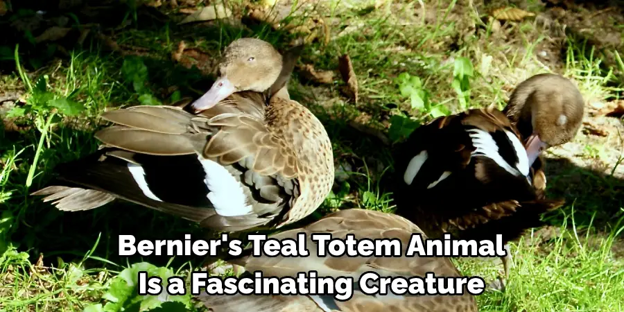 Bernier's Teal Totem Animal 
Is a Fascinating Creature