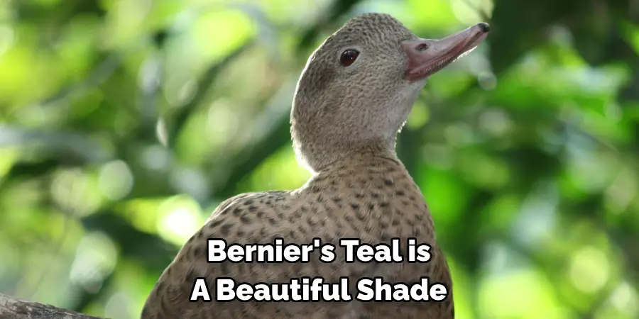 Bernier's Teal is 
A Beautiful Shade