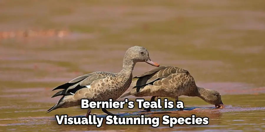 Bernier's Teal is a 
Visually Stunning Species