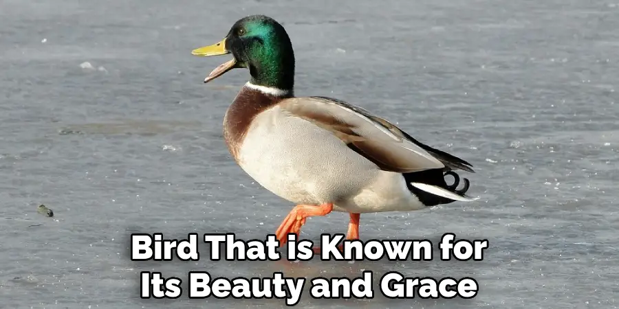 Bird That is Known for Its Beauty and Grace