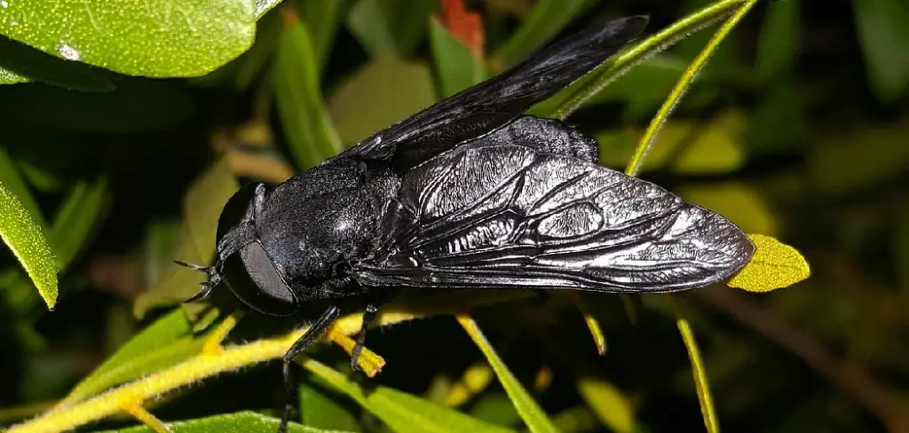 Black Fly Spiritual Meaning
