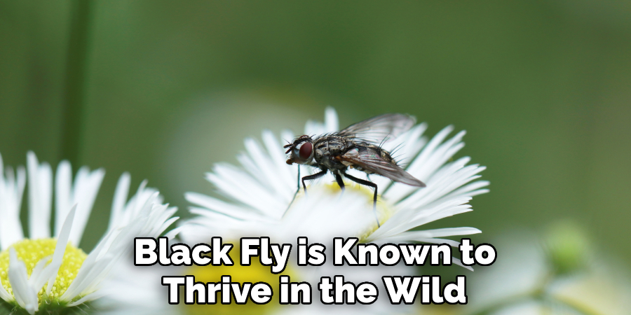 Black Fly is Known to Thrive in the Wild