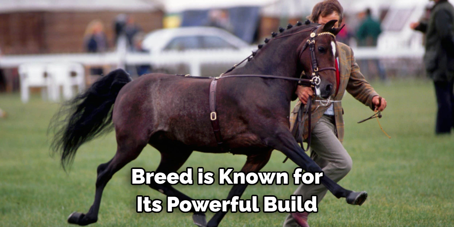 Breed is Known for
Its Powerful Build