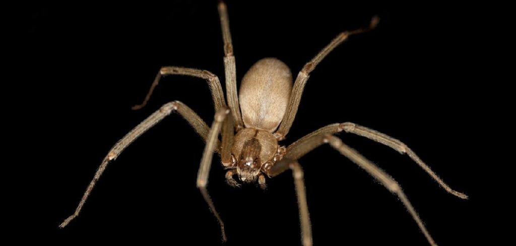 Brown Recluse Spider Spiritual Meaning