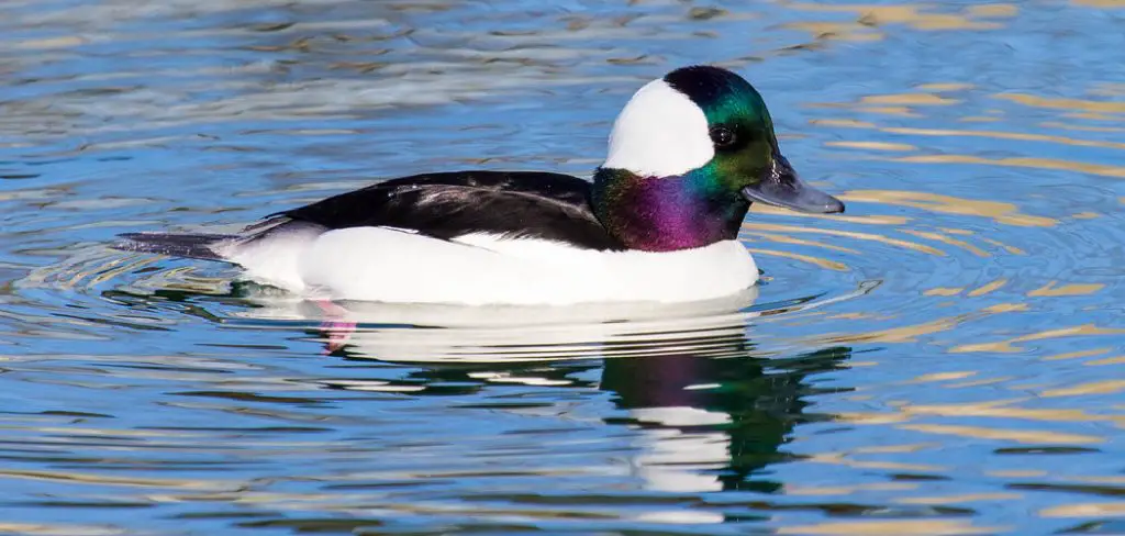 Bufflehead Spiritual Meaning