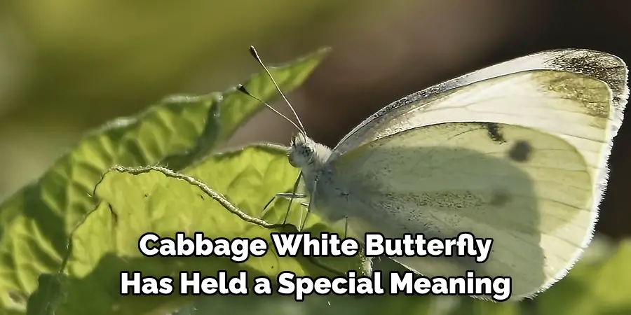 Cabbage White Butterfly 
Has Held a Special Meaning