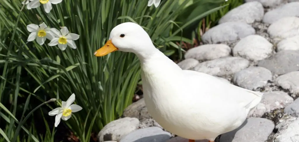 Call Duck Spiritual Meaning