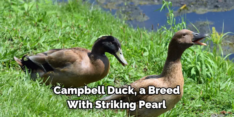 Campbell Duck, a Breed 
With Striking Pearl