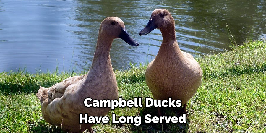 Campbell Ducks 
Have Long Served