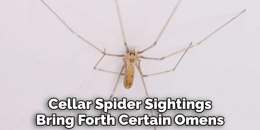 Cellar Spider Sightings Bring Forth Certain Omens