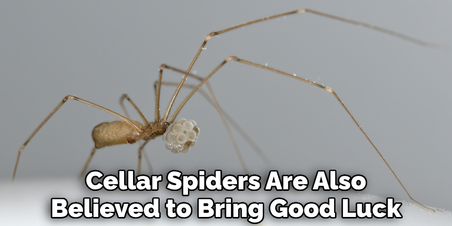 Cellar Spiders Are Also Believed to Bring Good Luck