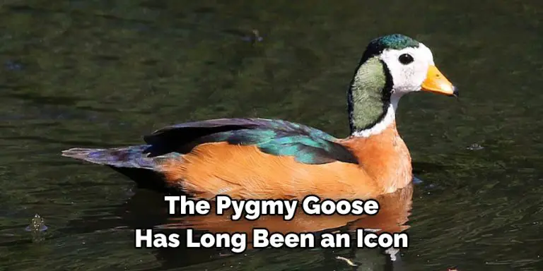Pygmy Goose Spiritual Meaning, Symbolism and Totem (2025)