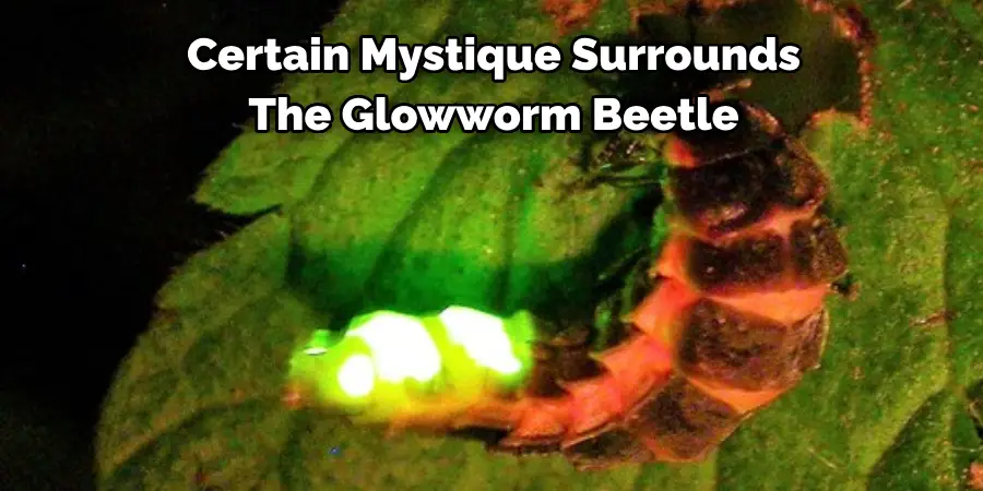 Certain Mystique Surrounds 
The Glowworm Beetle